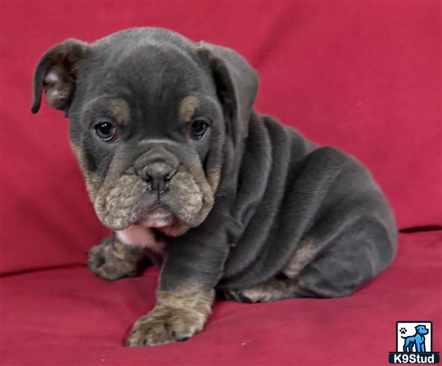 a english bulldog dog wearing a sweater