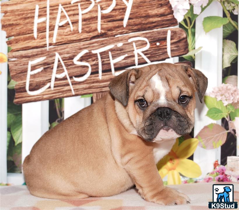 a english bulldog dog sitting on a table