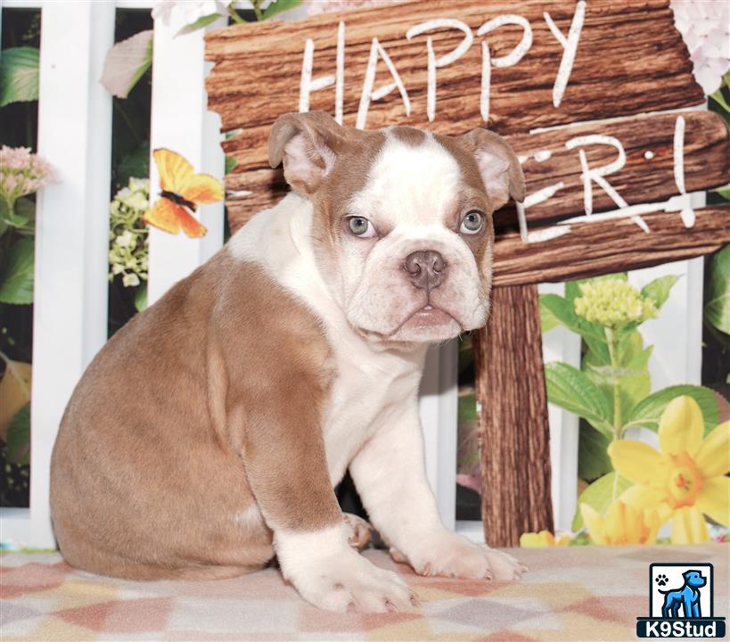 a english bulldog dog sitting in front of a basket