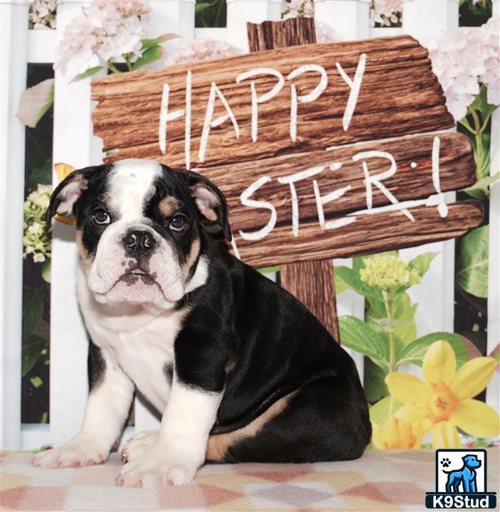 a english bulldog dog sitting in front of a basket