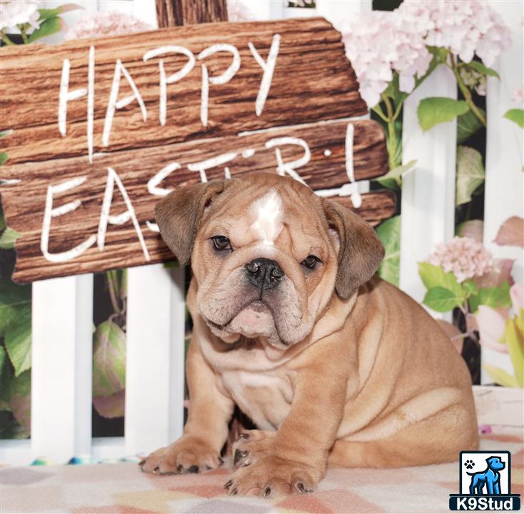 a english bulldog puppy sitting on a chair