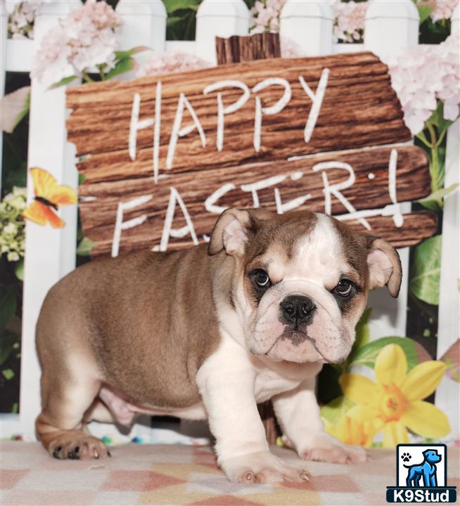 a english bulldog dog with a basket on its head