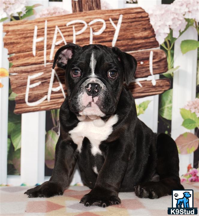 a black and white english bulldog puppy