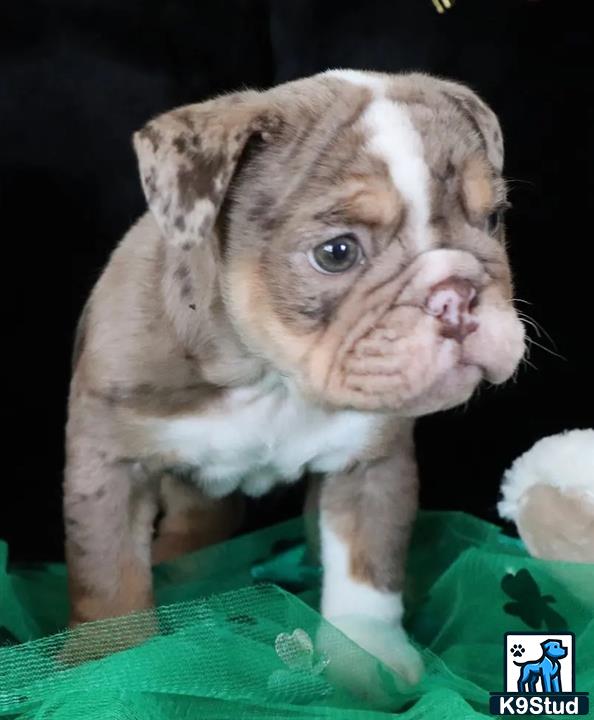 a english bulldog puppy standing on a green leaf