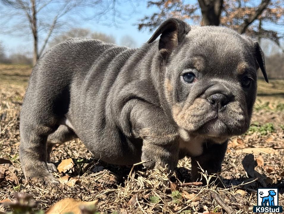 a grey animal with a black nose