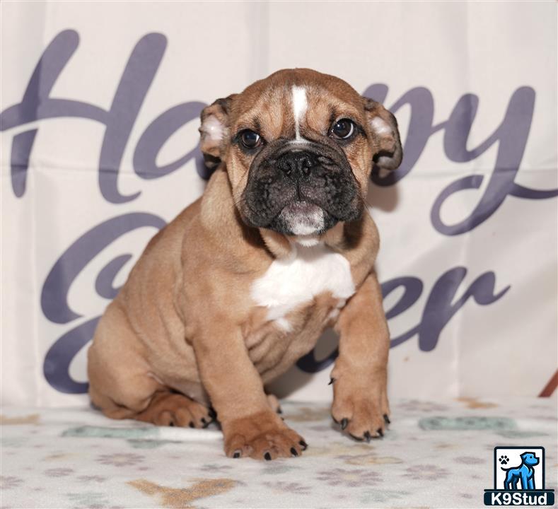 English Bulldog puppy