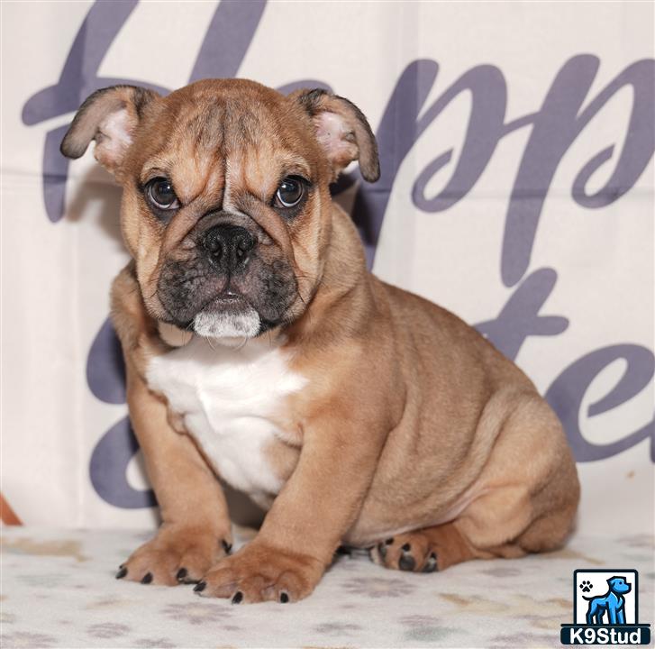 English Bulldog puppy
