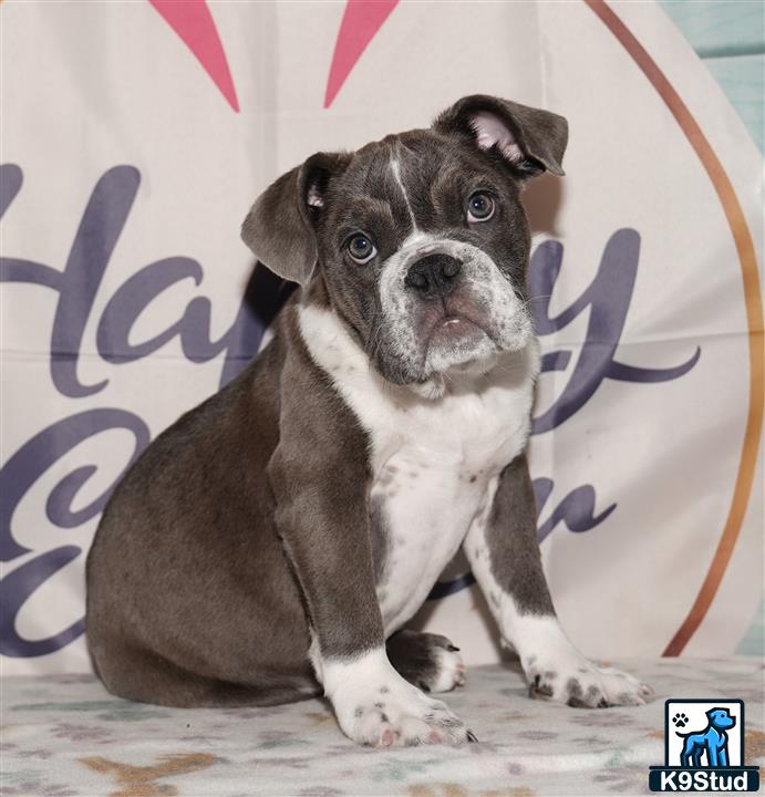 English Bulldog puppy