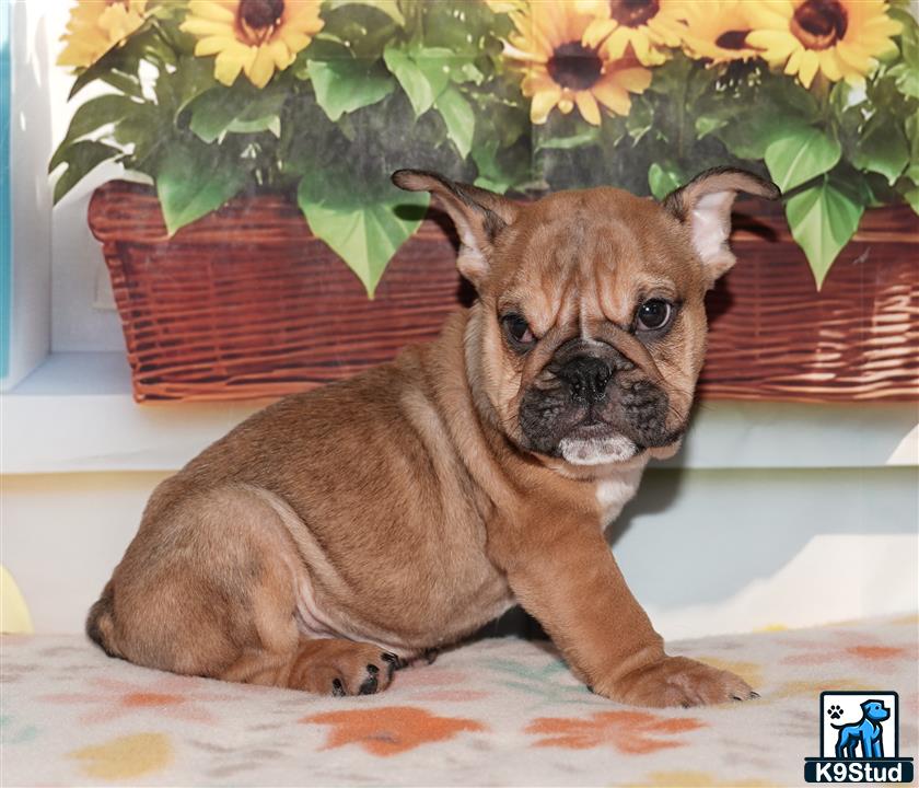 a english bulldog dog lying on a bed