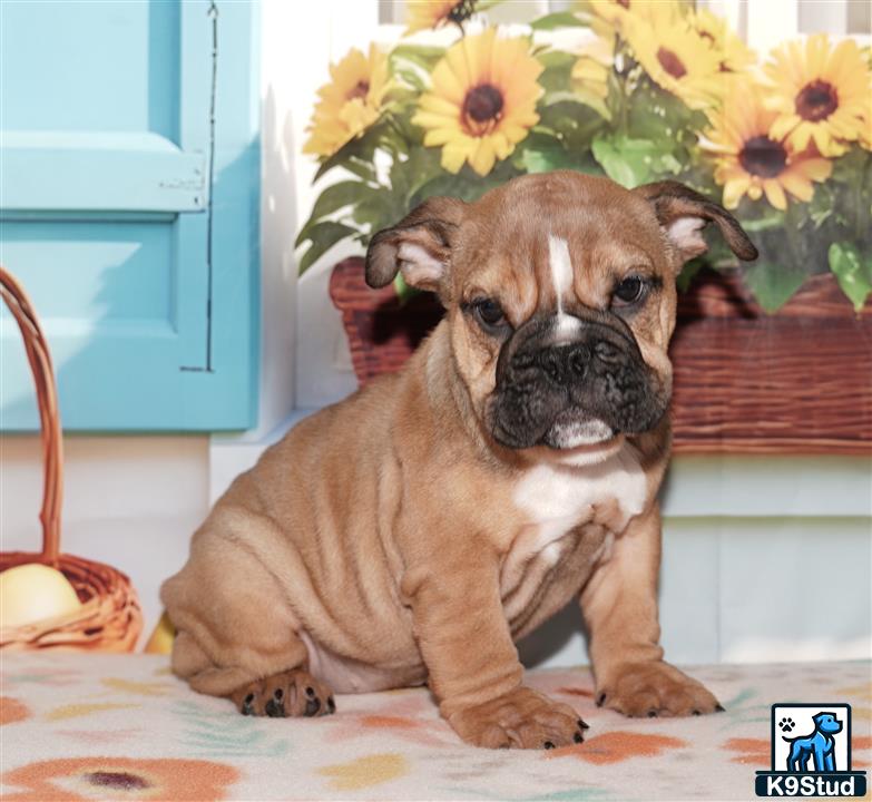 a english bulldog dog sitting on a table with flowers on its head