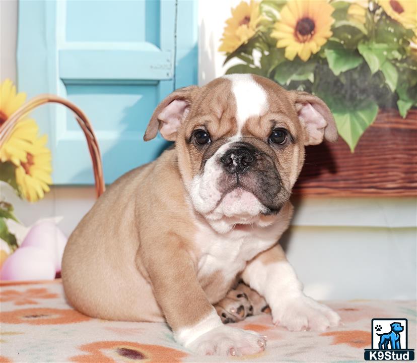 a english bulldog dog sitting on a table