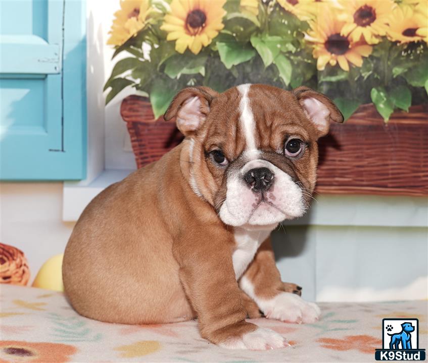 a english bulldog dog sitting on a bed