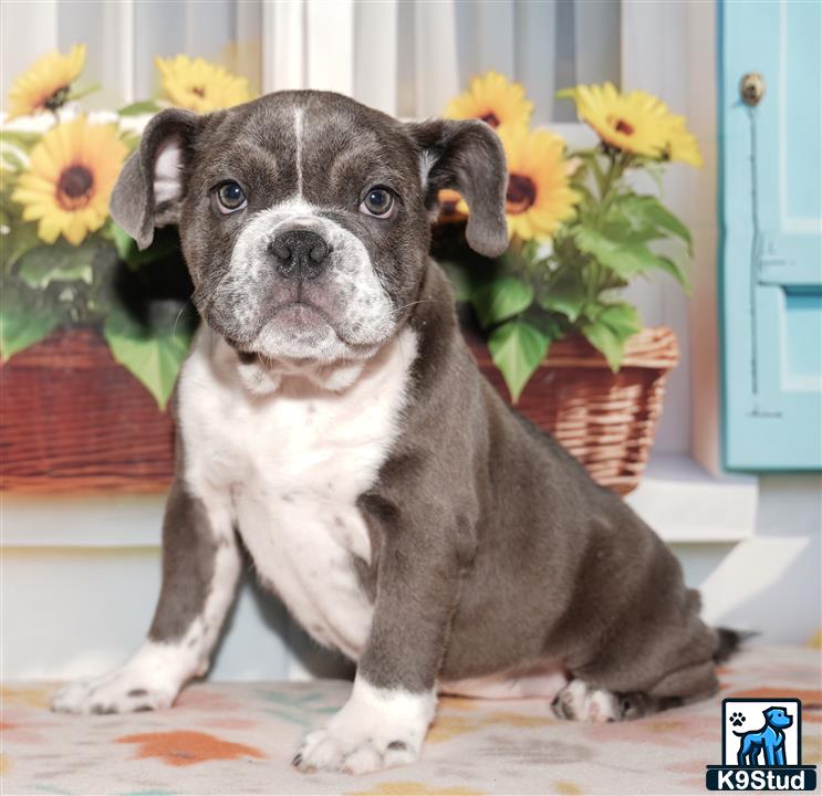 a english bulldog dog sitting on the floor