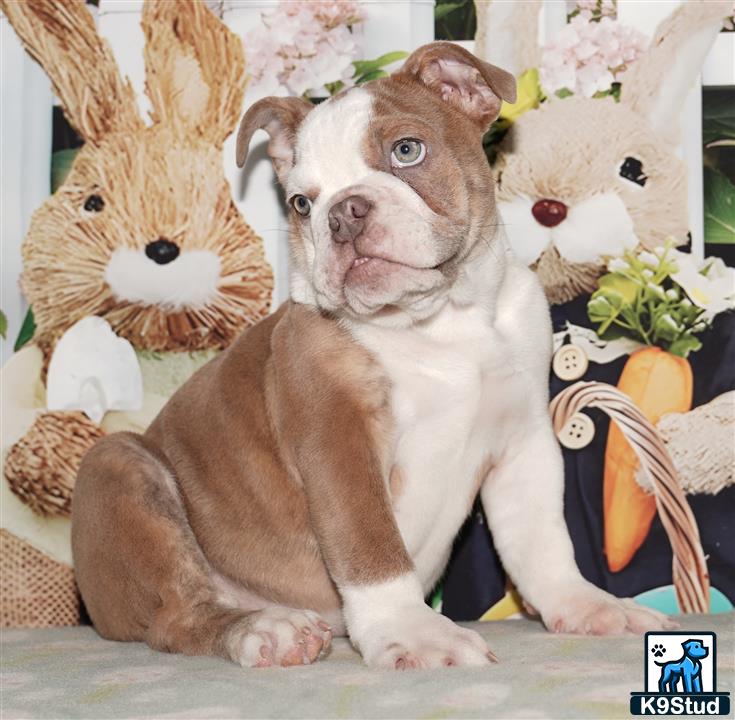 a english bulldog dog wearing a garment
