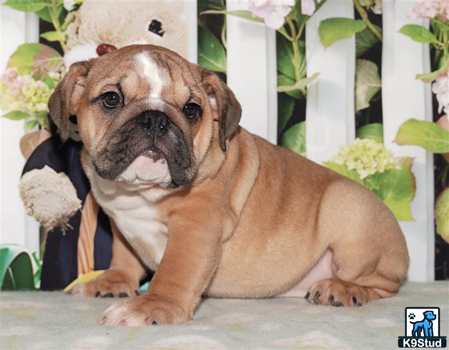 a english bulldog puppy with a stuffed animal