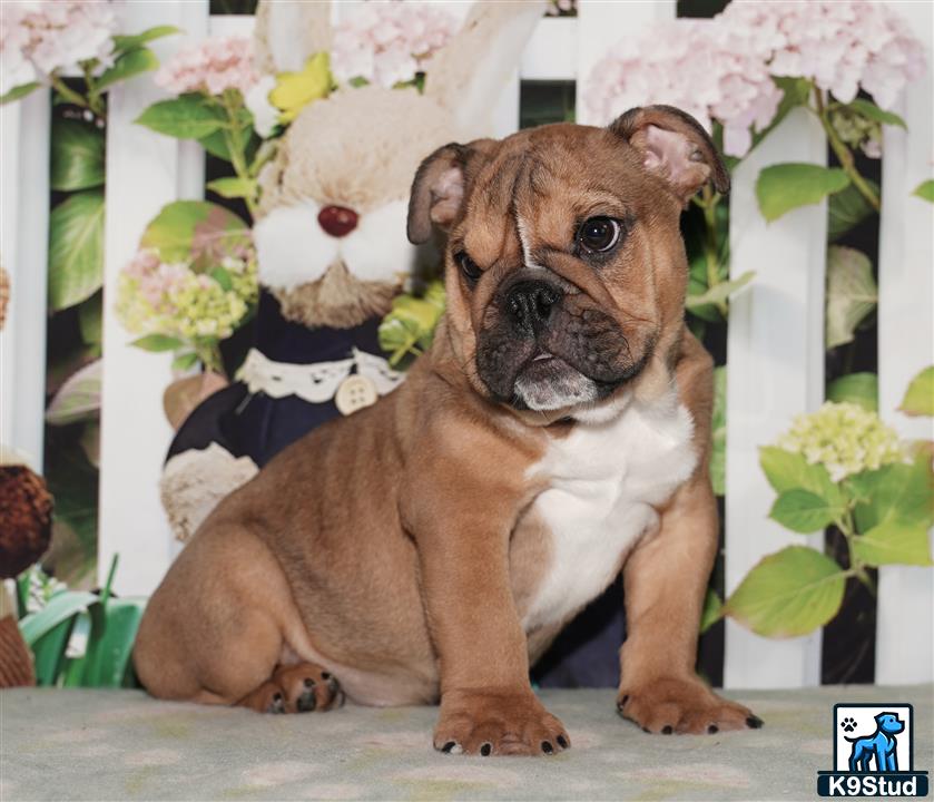 a english bulldog dog wearing a suit