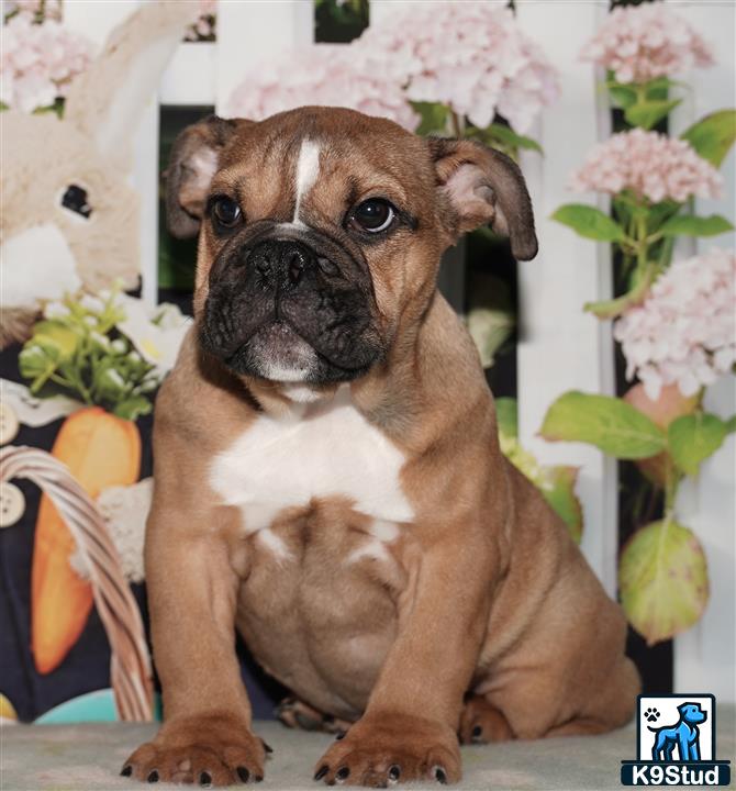 a english bulldog dog sitting on a table