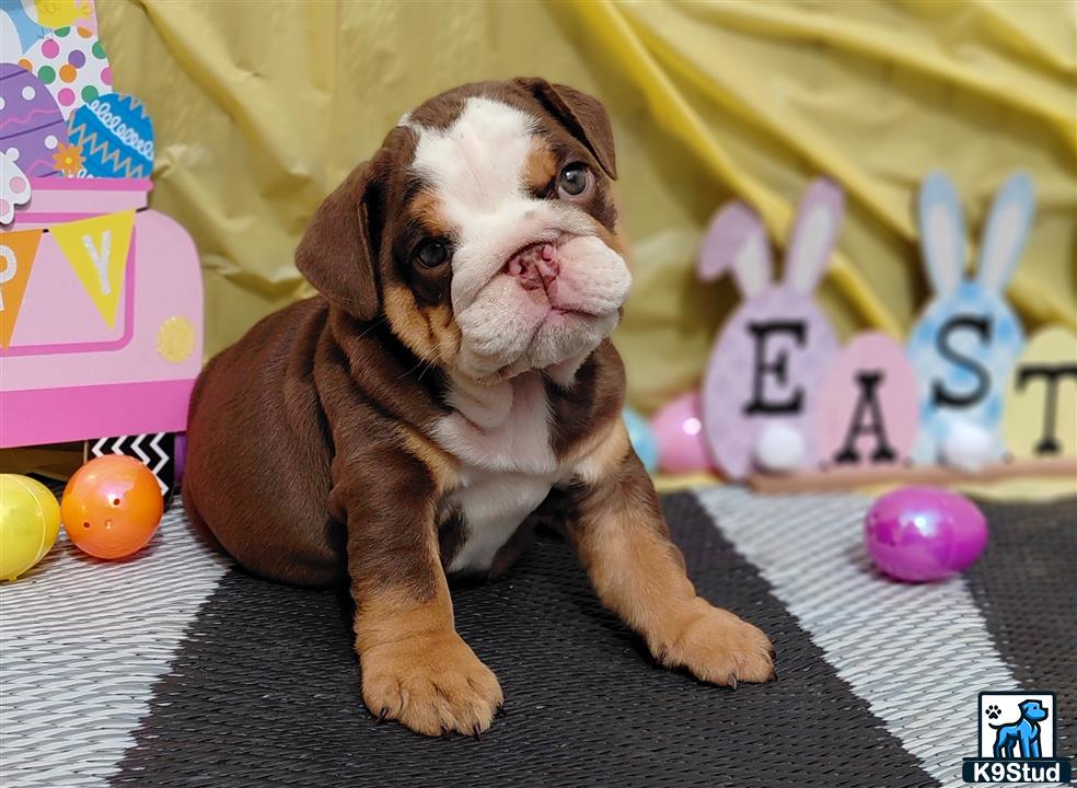 a english bulldog dog sitting on a rug