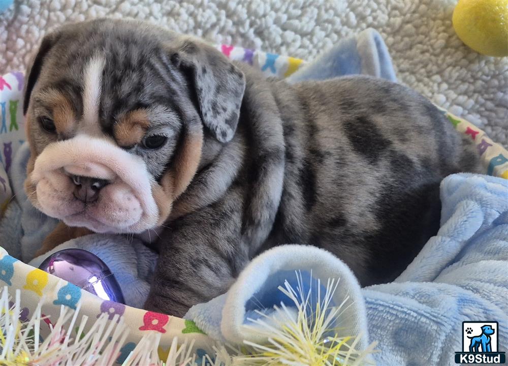 a english bulldog dog lying on a persons lap