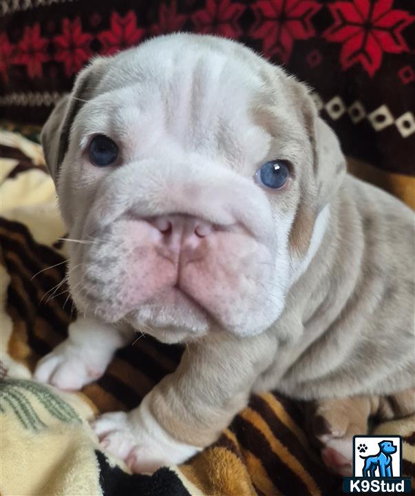 a english bulldog dog with blue eyes