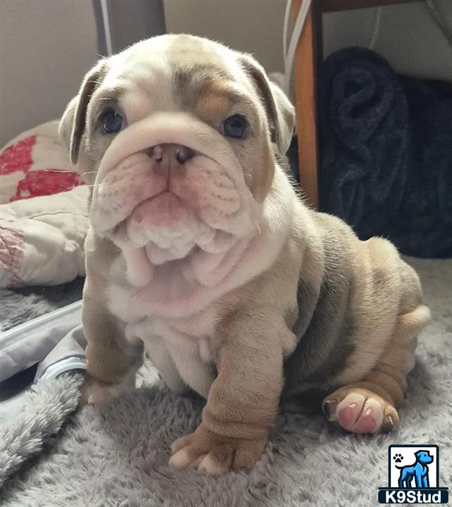 a english bulldog dog with a human face