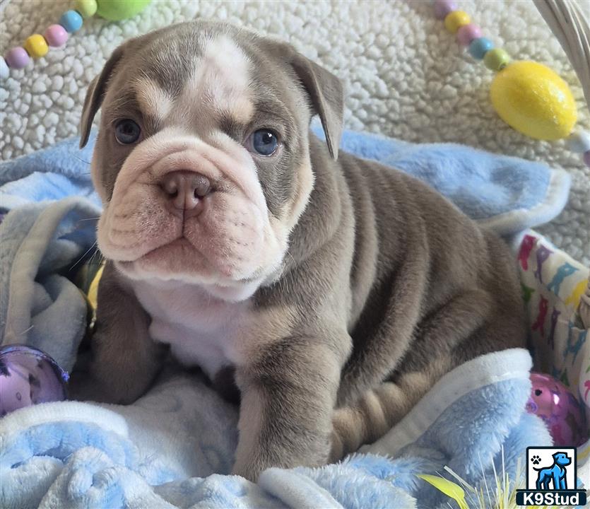 a baby pig on a blanket