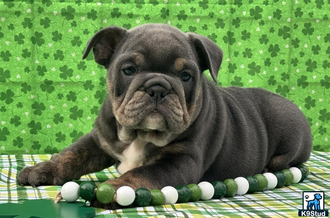 a english bulldog puppy lying on a blanket