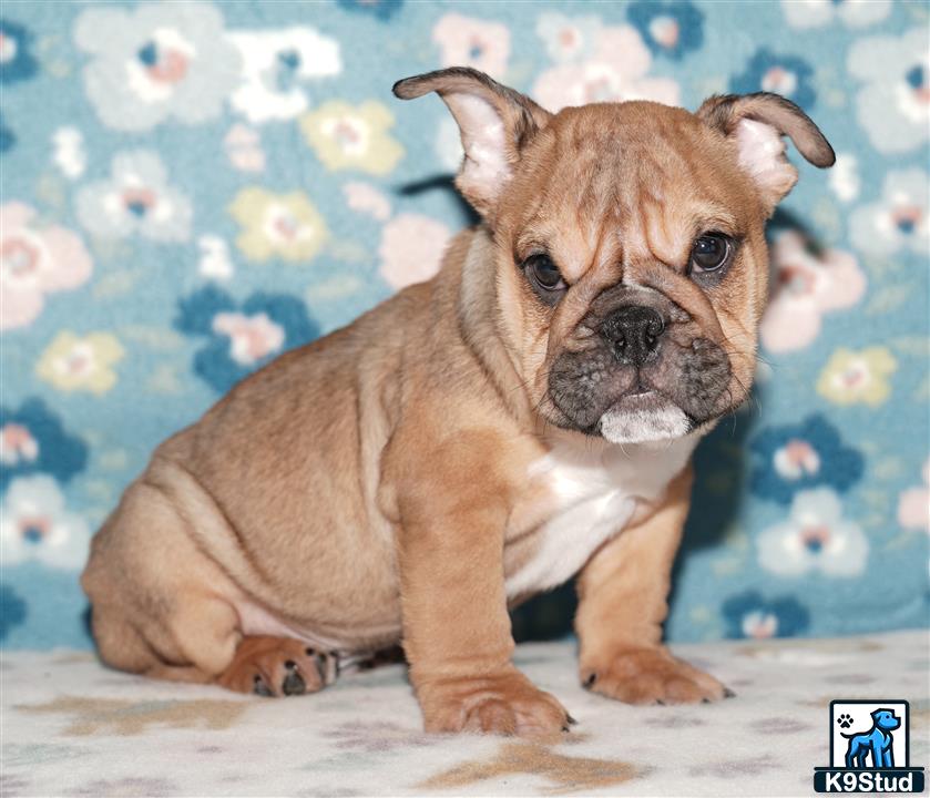 a small brown english bulldog dog