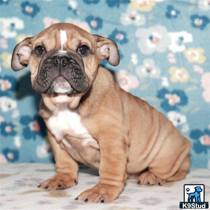 a english bulldog dog sitting on a couch
