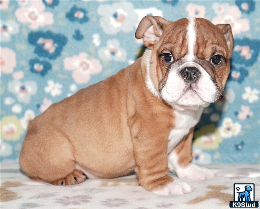 a english bulldog dog sitting on a bed