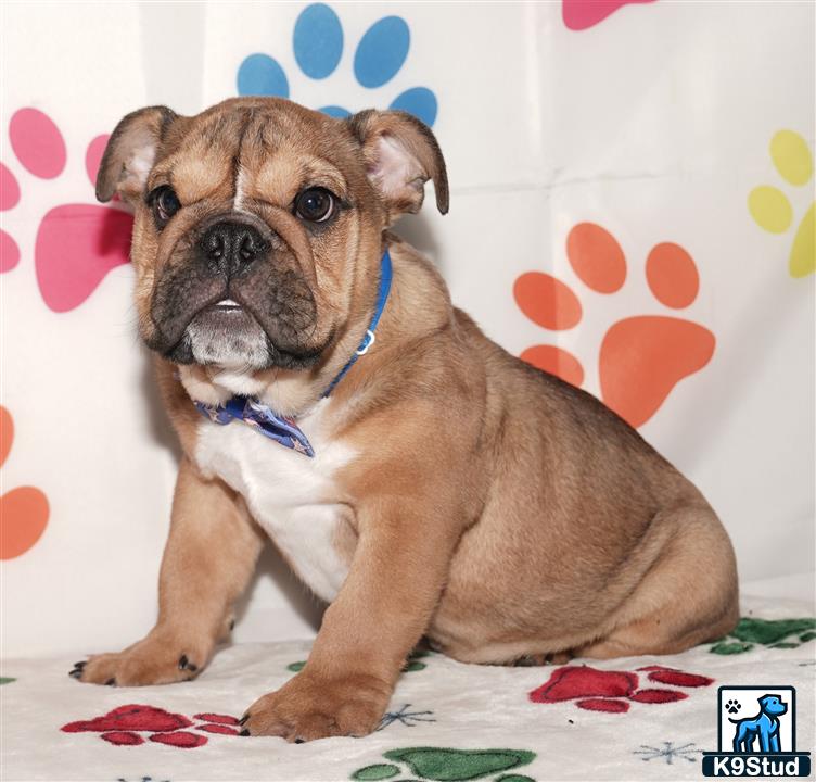 a english bulldog dog sitting on a bed