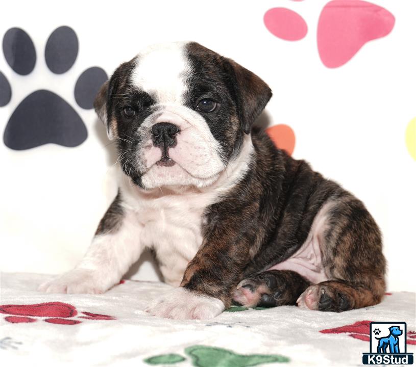 a english bulldog puppy lying on a bed
