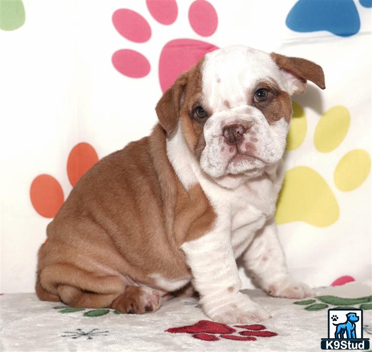 a english bulldog dog sitting on a bed
