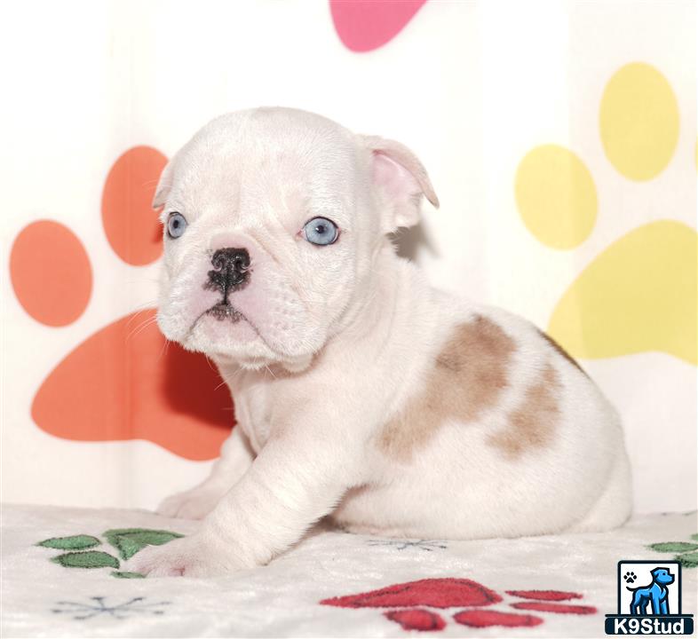 a small english bulldog puppy on a bed