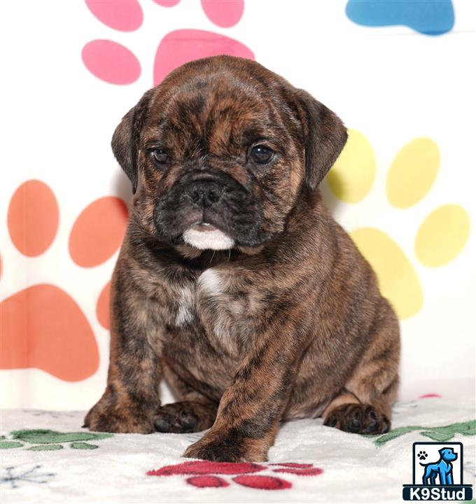 a english bulldog puppy sitting on a blanket