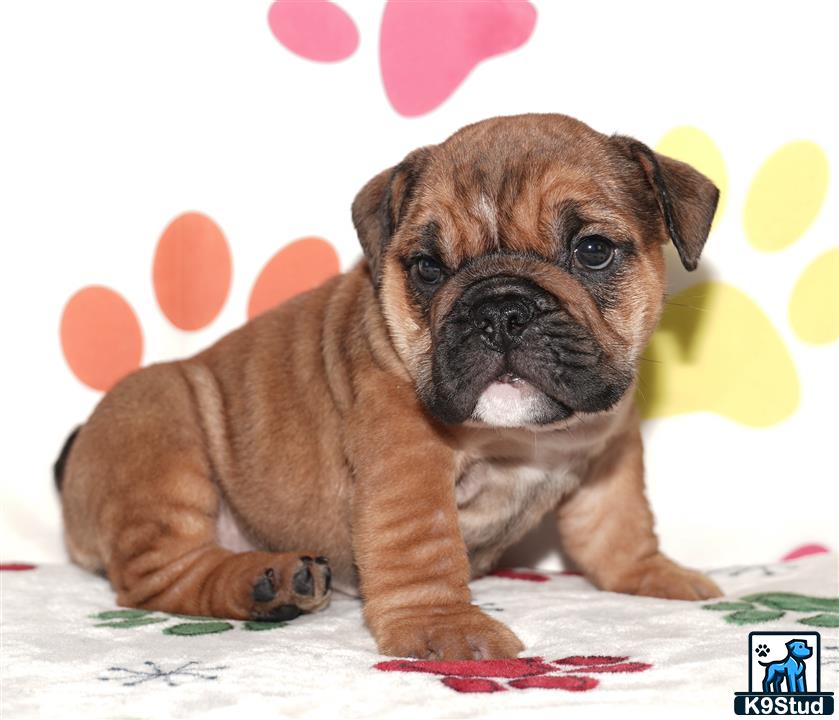 a english bulldog puppy sitting on a blanket