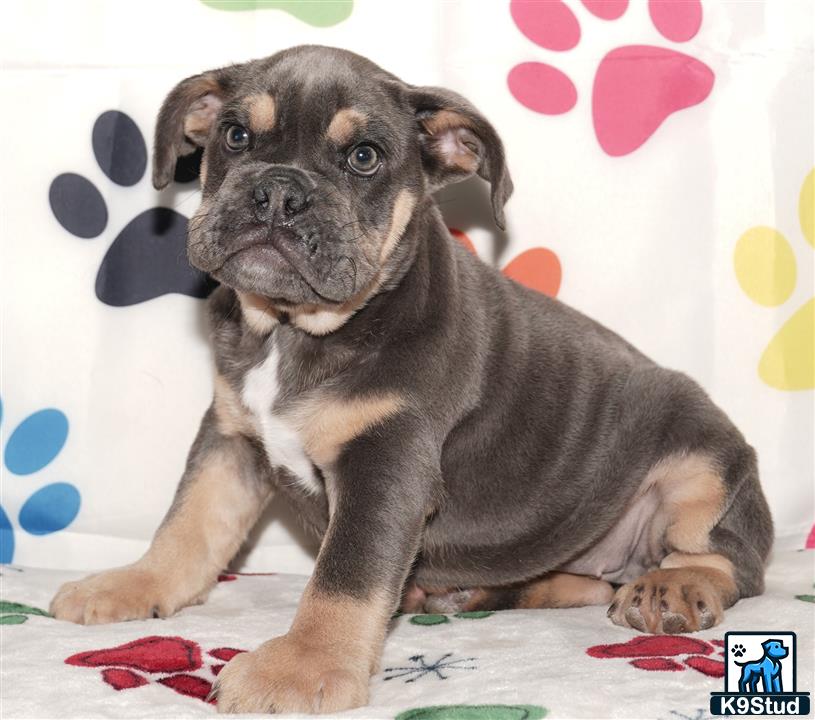 a english bulldog puppy sitting on a blanket