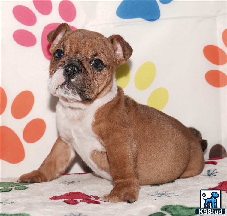a english bulldog dog sitting on a bed