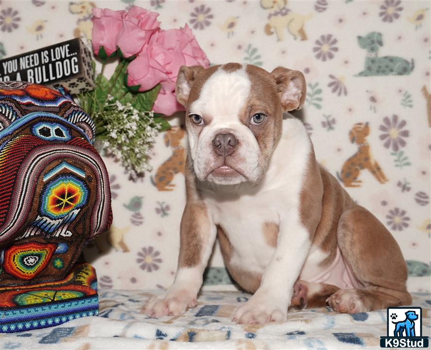 a english bulldog dog sitting on a bed