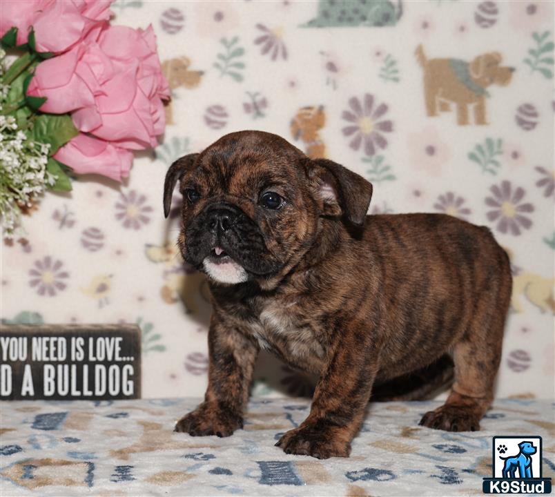 a small brown and black english bulldog puppy