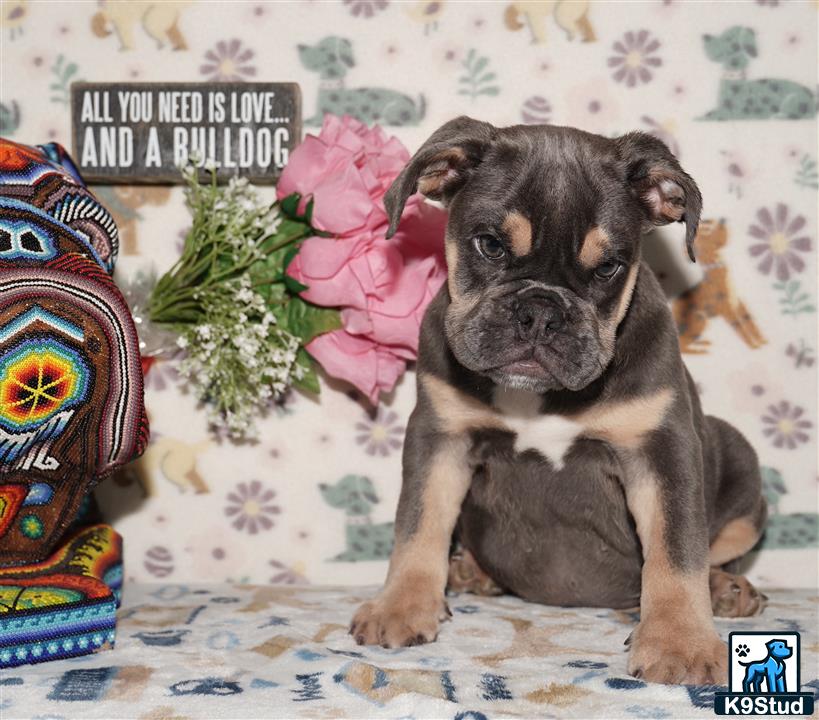 a english bulldog dog with a flower crown