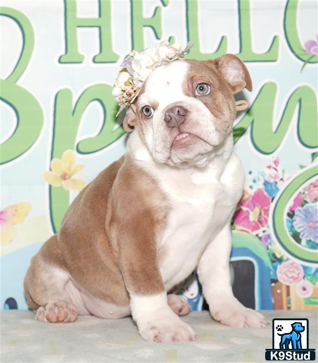 a english bulldog dog wearing a crown