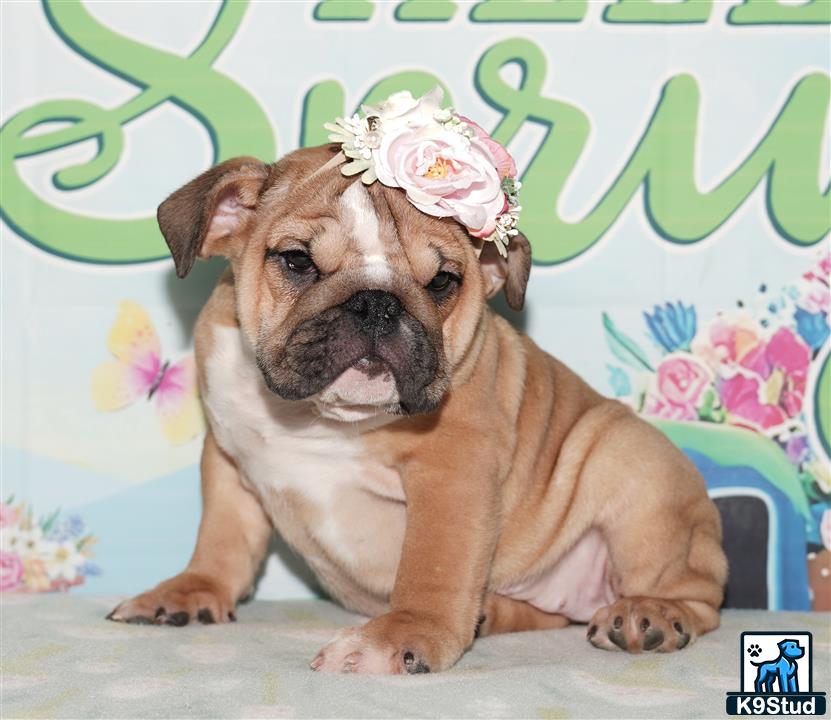 a english bulldog puppy with a flower in its hair
