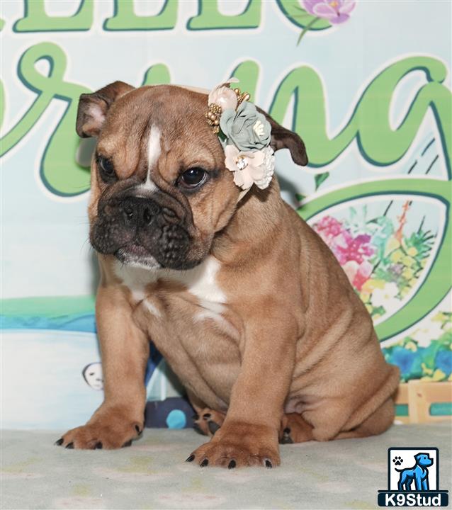 a english bulldog dog wearing a crown
