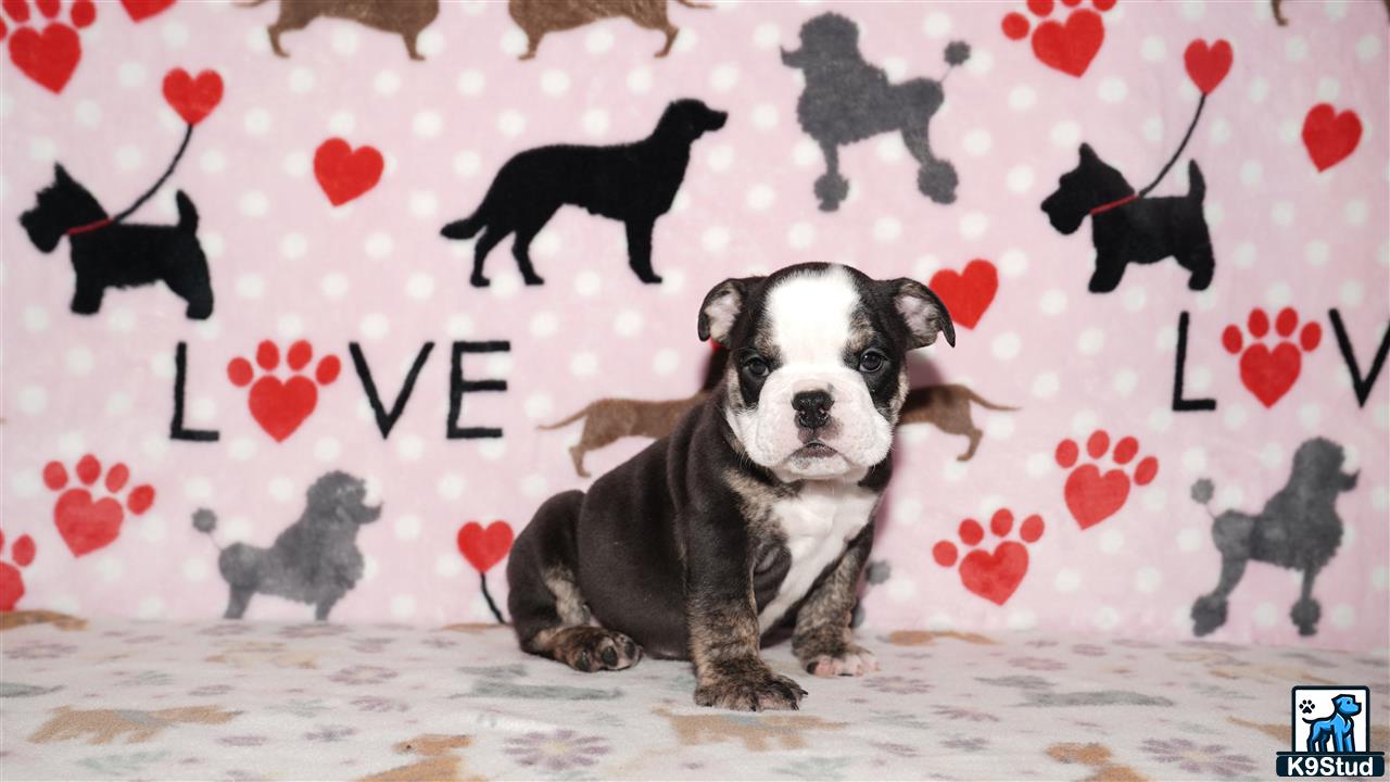 a english bulldog dog sitting on a bed with hearts drawn on it