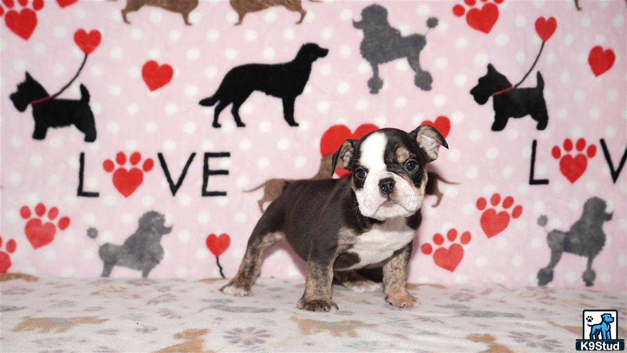 a english bulldog dog sitting on a bed with hearts on the wall