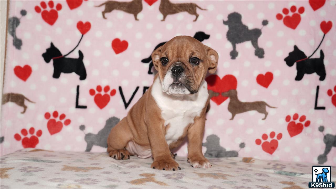 a english bulldog dog sitting on a bed