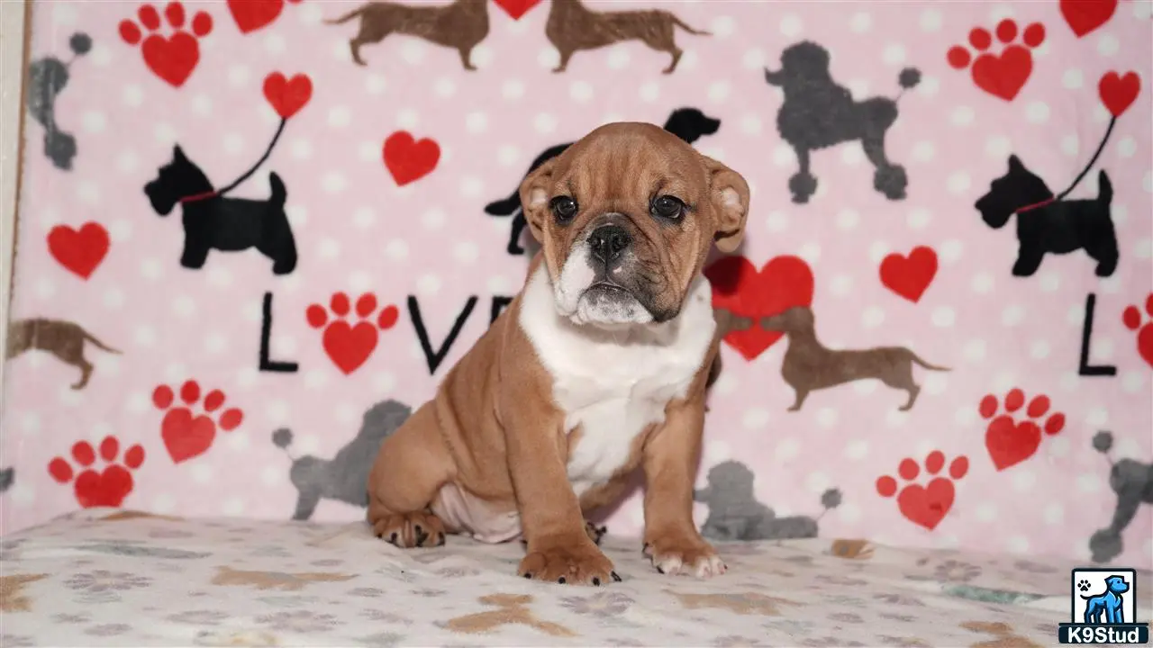 English Bulldog
