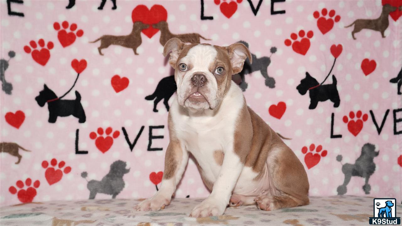 a english bulldog dog sitting on a bed with hearts on the wall