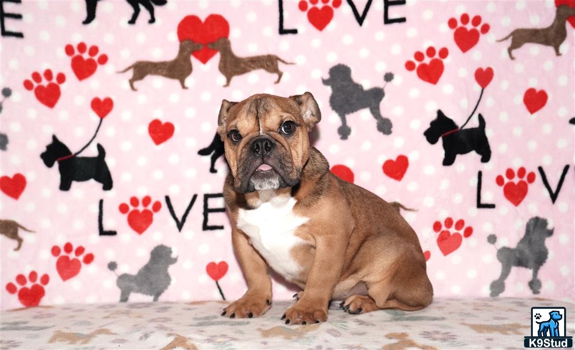 a english bulldog dog sitting on a carpet